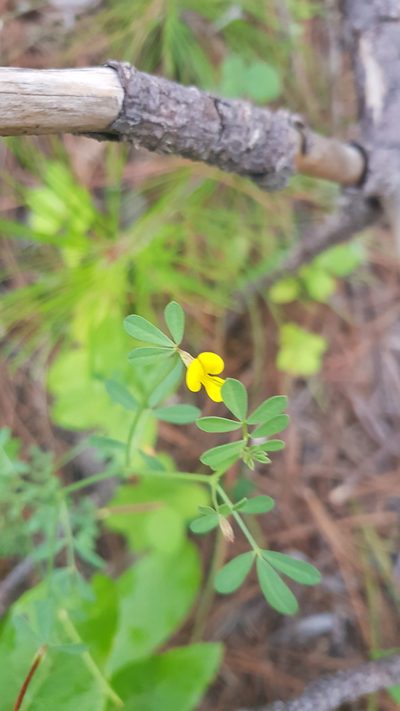 Crotalaria mollicula, photographed by Eugenio Padilla