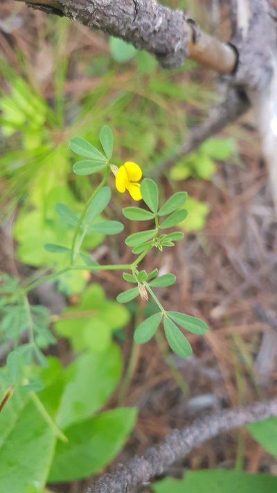 Crotalaria mollicula, photographed by Eugenio Padilla