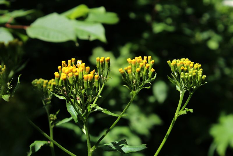 Caucasalia macrophylla, photographed by Dmitriy Bochkov