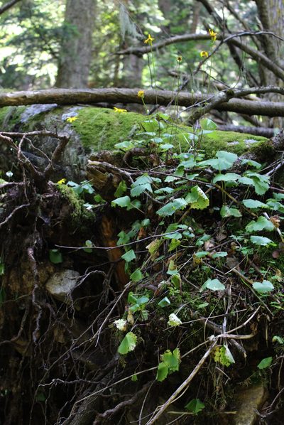 Dolichorrhiza renifolia, photographed by Dmitriy Bochkov