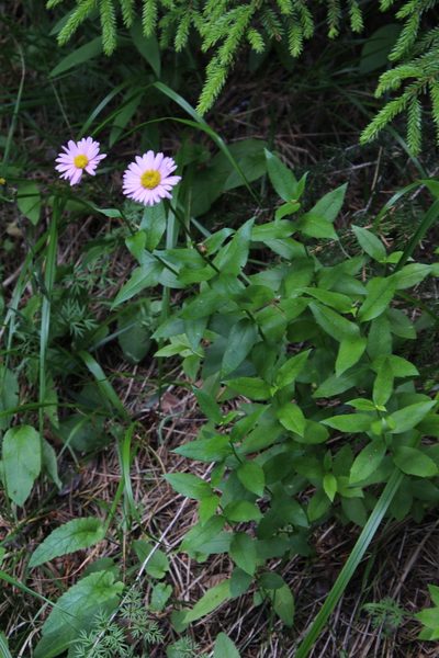 Kemulariella caucasica, photographed by Dmitriy Bochkov