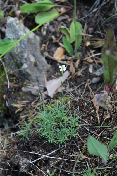 Cherleria circassica, photographed by Dmitriy Bochkov