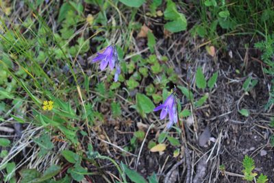 Campanula collina, photographed by Dmitriy Bochkov