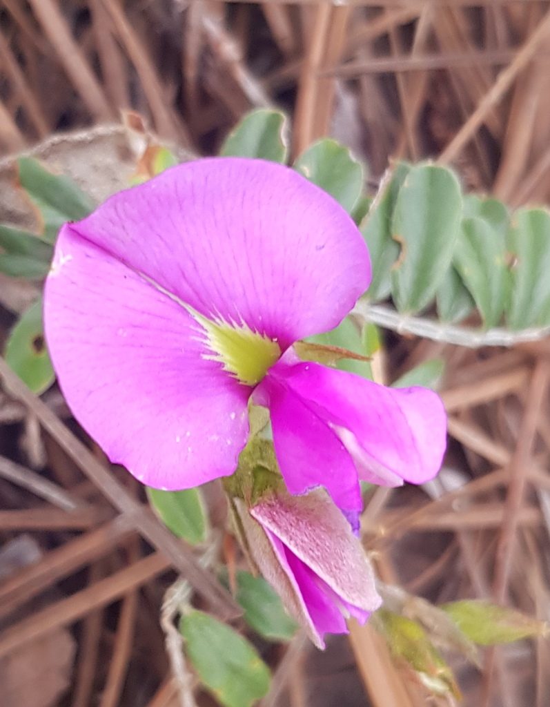 Tephrosia multifolia, photographed by Eugenio Padilla
