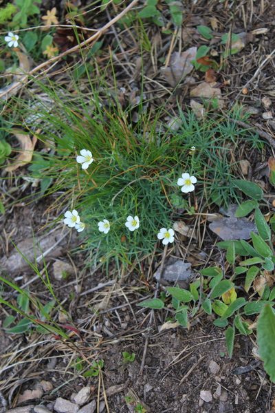 Cherleria circassica, photographed by Dmitriy Bochkov
