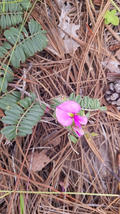 Tephrosia multifolia, photographed by Eugenio Padilla