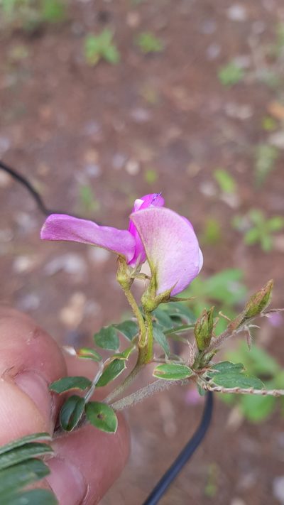 Tephrosia multifolia, photographed by Eugenio Padilla