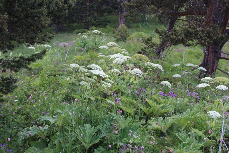 Heracleum leskovii, photographed by Dmitriy Bochkov