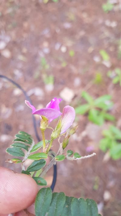 Tephrosia multifolia, photographed by Eugenio Padilla