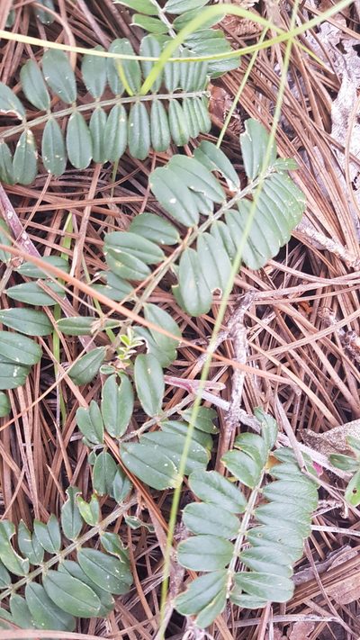 Tephrosia multifolia, photographed by Eugenio Padilla