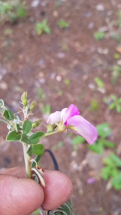 Tephrosia multifolia, photographed by Eugenio Padilla
