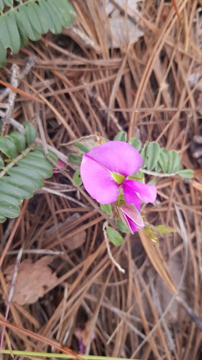 Tephrosia multifolia, photographed by Eugenio Padilla
