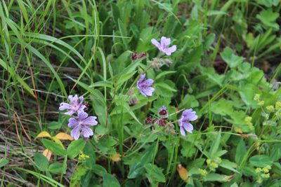 Geranium renardii, photographed by Dmitriy Bochkov