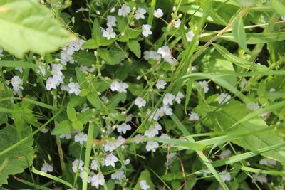 Veronica peduncularis, photographed by Dmitriy Bochkov