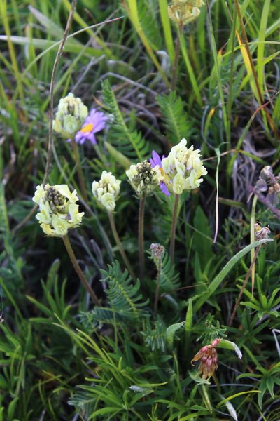 Oxytropis kubanensis, photographed by Dmitriy Bochkov