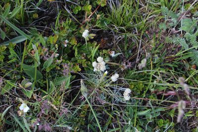 Antennaria caucasica, photographed by Dmitriy Bochkov