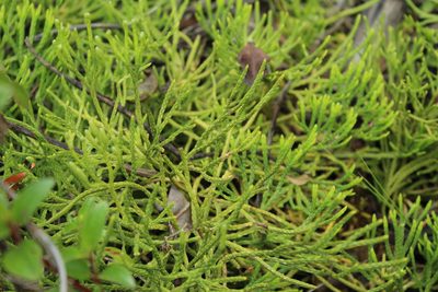 Diphasiastrum thyoides, photographed by Andrés Ramírez-Barrera