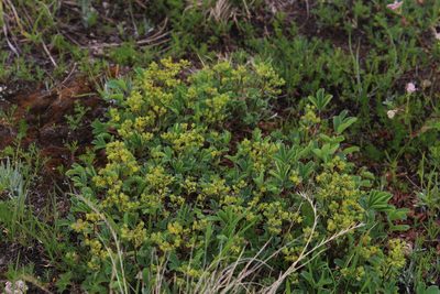 Sibbaldia parviflora, photographed by Dmitriy Bochkov
