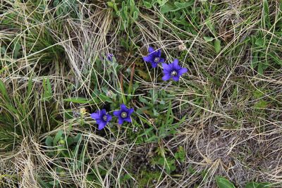 Gentiana dshimilensis, photographed by Dmitriy Bochkov
