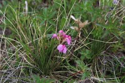 Pedicularis nordmanniana, photographed by Dmitriy Bochkov