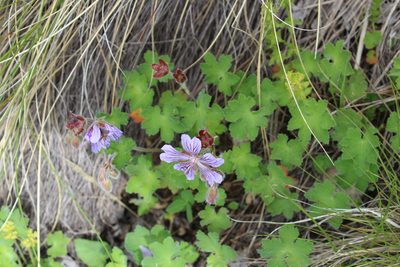 Geranium renardii, photographed by Dmitriy Bochkov