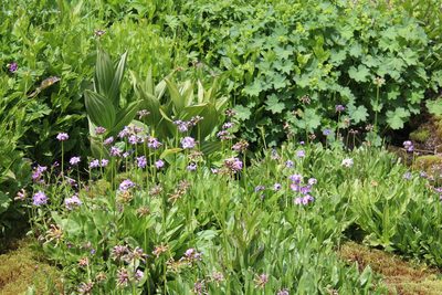 Primula auriculata, photographed by Dmitriy Bochkov