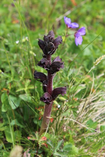 Orobanche gamosepala, photographed by Dmitriy Bochkov