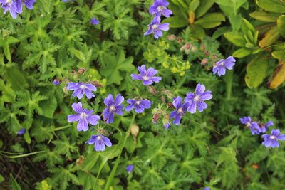 Geranium gymnocaulon, photographed by Dmitriy Bochkov