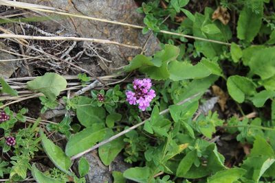Thymus nummularius, photographed by Dmitriy Bochkov