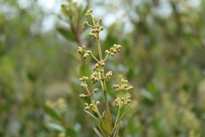 Miconia ligustrina, photographed by Andrés Ramírez-Barrera