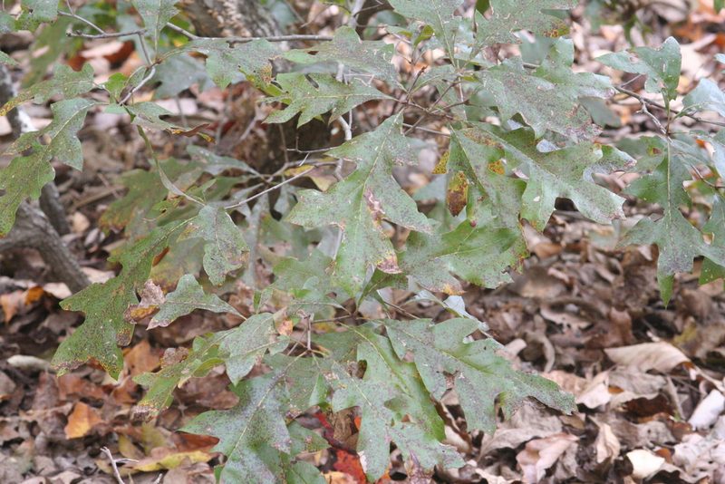 Quercus georgiana, photographed by runcator