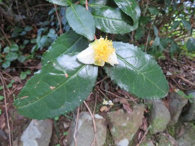 Camellia sinensis, photographed by Marco Mussita