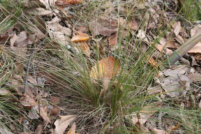 Piptochaetium avenaceum, photographed by runcator
