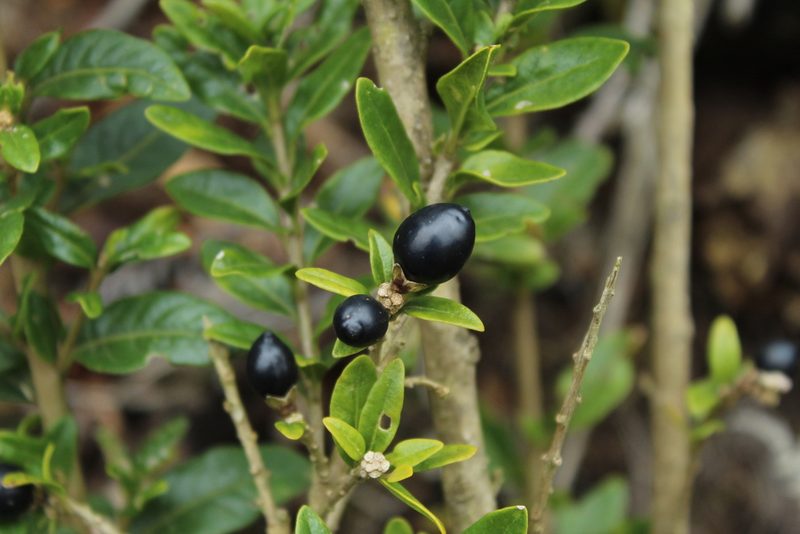 Cestrum buxifolium, photographed by Andrés Ramírez-Barrera