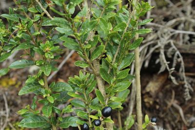 Cestrum buxifolium, photographed by Andrés Ramírez-Barrera