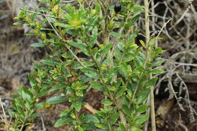 Cestrum buxifolium, photographed by Andrés Ramírez-Barrera