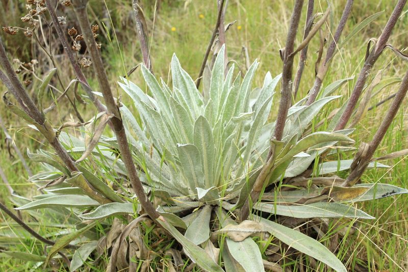 Espeletia tunjana, photographed by Andrés Ramírez-Barrera