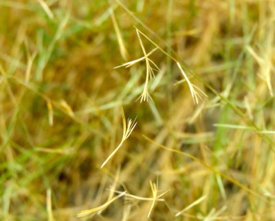 Bouteloua aristidoides, photographed by Francisco Farriols Sarabia