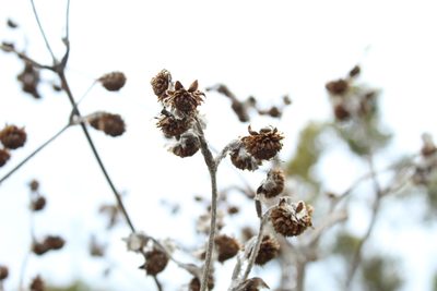 Espeletia tunjana, photographed by Andrés Ramírez-Barrera