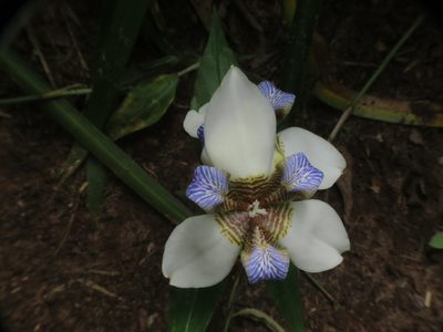 Trimezia candida, photographed by Fernando Sessegolo