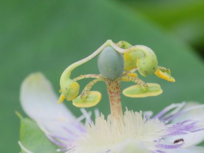 Passiflora tenuifila, photographed by Fernando Sessegolo