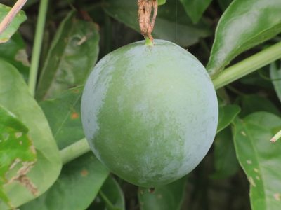 Passiflora tenuifila, photographed by Fernando Sessegolo