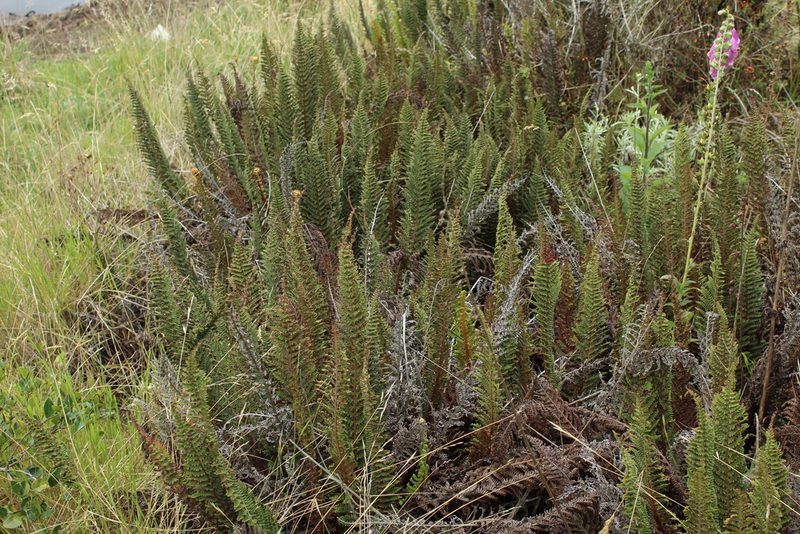 Polystichum orbiculatum, photographed by Andrés Ramírez-Barrera