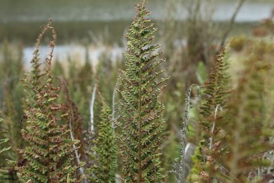 Polystichum orbiculatum, photographed by Andrés Ramírez-Barrera