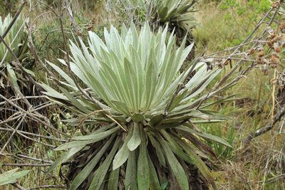 Espeletia tunjana, photographed by Andrés Ramírez-Barrera