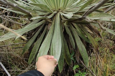 Espeletia tunjana, photographed by Andrés Ramírez-Barrera