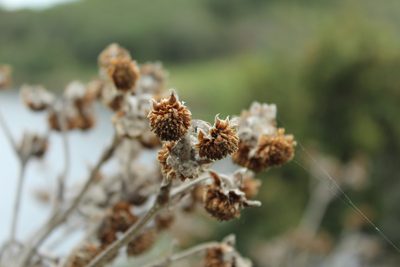 Espeletia tunjana, photographed by Andrés Ramírez-Barrera