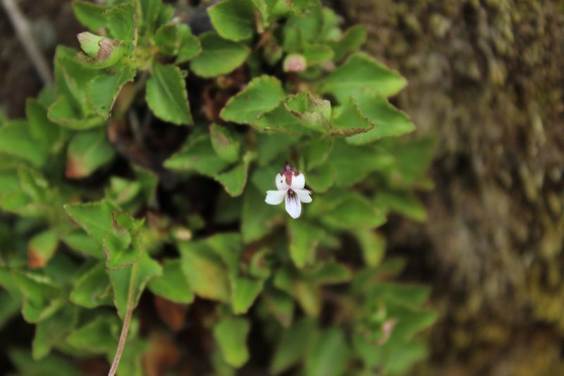 Viola veronicifolia, photographed by Andrés Ramírez-Barrera