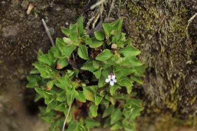 Viola veronicifolia, photographed by Andrés Ramírez-Barrera