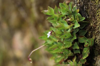 Viola veronicifolia, photographed by Andrés Ramírez-Barrera